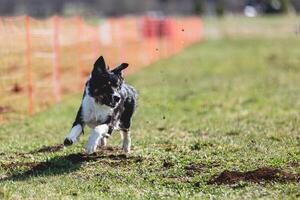 Border Collie running straight on camera and chasing coursing lure on green field photo