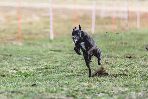 Whippet sprinter running straight on camera and chasing coursing lure on green field photo