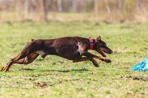 Dobermann dog running straight on camera and chasing coursing lure on green field photo