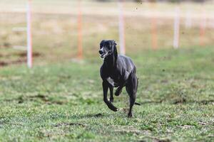 Whippet sprinter running straight on camera and chasing coursing lure on green field photo