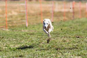 Whippet sprinter running straight on camera and chasing coursing lure on green field photo