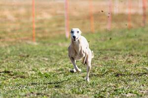 Whippet sprinter running straight on camera and chasing coursing lure on green field photo
