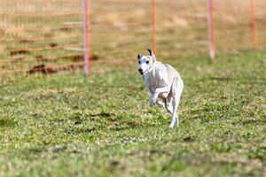 Whippet sprinter running straight on camera and chasing coursing lure on green field photo