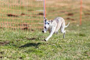 Whippet sprinter running straight on camera and chasing coursing lure on green field photo