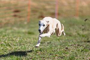 Whippet sprinter running straight on camera and chasing coursing lure on green field photo