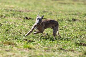 Whippet sprinter running straight on camera and chasing coursing lure on green field photo