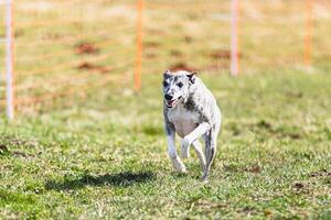 Whippet sprinter running straight on camera and chasing coursing lure on green field photo