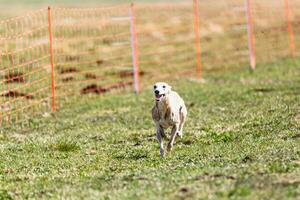 Whippet sprinter running straight on camera and chasing coursing lure on green field photo