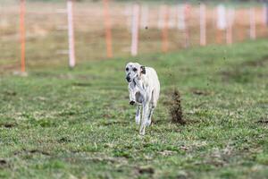 Whippet sprinter running straight on camera and chasing coursing lure on green field photo