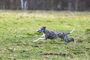 Whippet sprinter running straight on camera and chasing coursing lure on green field photo