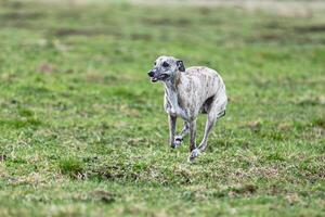 Whippet sprinter running straight on camera and chasing coursing lure on green field photo