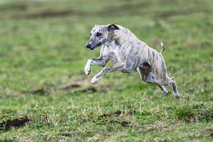 Whippet sprinter running straight on camera and chasing coursing lure on green field photo