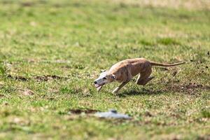 Whippet sprinter running straight on camera and chasing coursing lure on green field photo