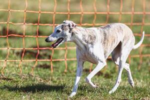 Whippet sprinter running straight on camera and chasing coursing lure on green field photo