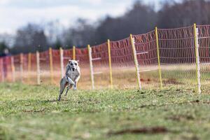 Whippet sprinter running straight on camera and chasing coursing lure on green field photo