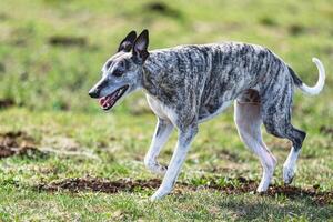 Whippet sprinter running straight on camera and chasing coursing lure on green field photo