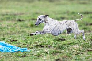 Whippet sprinter running straight on camera and chasing coursing lure on green field photo