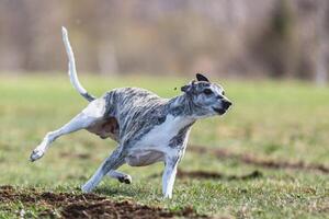 Whippet sprinter running straight on camera and chasing coursing lure on green field photo