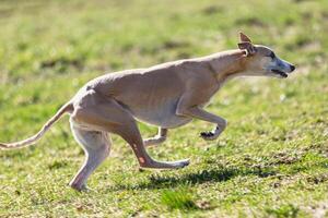 Whippet sprinter running straight on camera and chasing coursing lure on green field photo