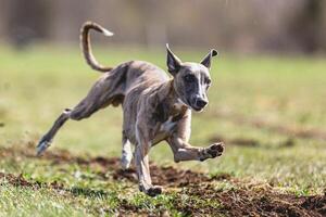 Whippet sprinter running straight on camera and chasing coursing lure on green field photo