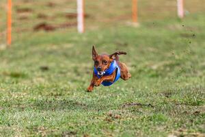 Pinscher dog running straight on camera and chasing coursing lure on green field photo