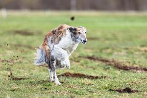 Borzoi dog running straight on camera and chasing coursing lure on green field photo