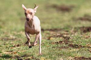 Peruvian heairless dog running straight on camera and chasing coursing lure on green field photo