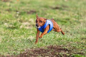 Pinscher dog running straight on camera and chasing coursing lure on green field photo