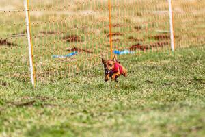 Pinscher dog running straight on camera and chasing coursing lure on green field photo
