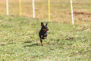 Pinscher dog running straight on camera and chasing coursing lure on green field photo