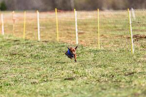 Pinscher dog running straight on camera and chasing coursing lure on green field photo