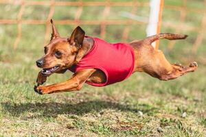Pinscher dog running straight on camera and chasing coursing lure on green field photo