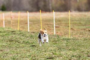 Beagle dog running straight on camera and chasing coursing lure on green field photo