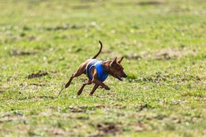Pinscher dog running straight on camera and chasing coursing lure on green field photo
