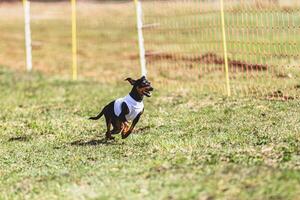 Pinscher dog running straight on camera and chasing coursing lure on green field photo
