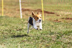 Beagle dog running straight on camera and chasing coursing lure on green field photo