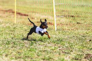 Pinscher dog running straight on camera and chasing coursing lure on green field photo