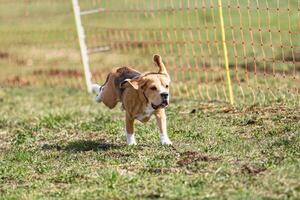 Beagle dog running straight on camera and chasing coursing lure on green field photo