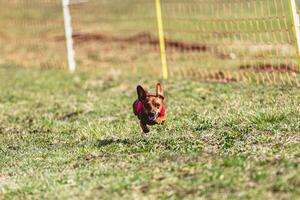 Pinscher dog running straight on camera and chasing coursing lure on green field photo