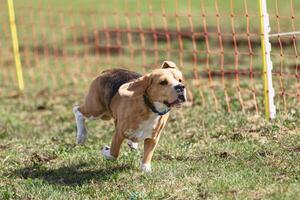 Beagle dog running straight on camera and chasing coursing lure on green field photo