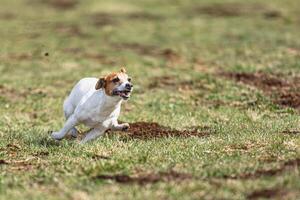 Dog running straight on camera and chasing coursing lure on green field photo