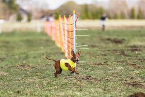 Pinscher dog running straight on camera and chasing coursing lure on green field photo