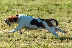 Beagle dog running and chasing coursing lure on field photo