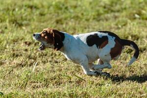 Beagle dog running and chasing coursing lure on field photo