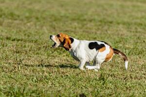 Beagle dog running and chasing coursing lure on field photo