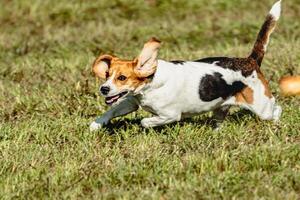 Beagle dog running and chasing coursing lure on field photo