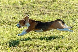 Beagle dog running and chasing coursing lure on field photo