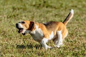 Beagle dog running and chasing coursing lure on field photo