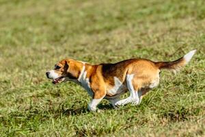 Beagle dog running and chasing coursing lure on field photo