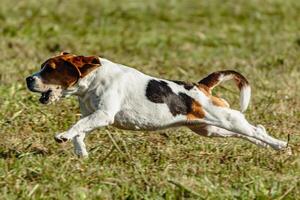 Beagle dog running and chasing coursing lure on field photo